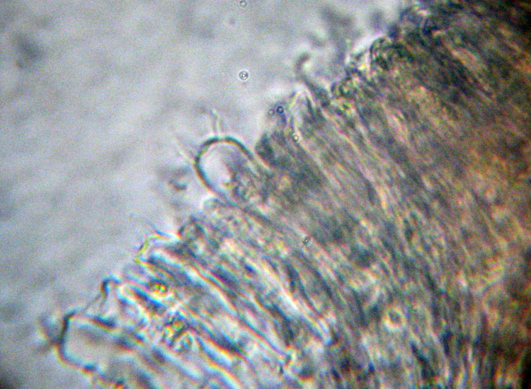 Forse � un ascomicete...(cfr. Lachnella sp.)